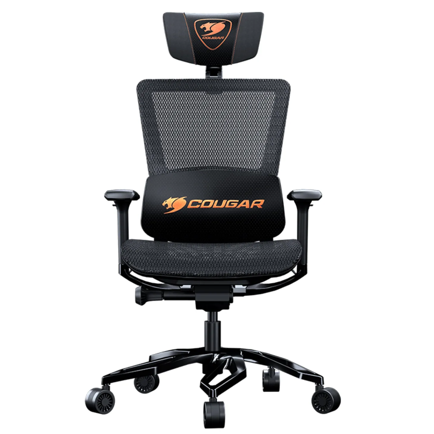 Cougar Argo Noir
