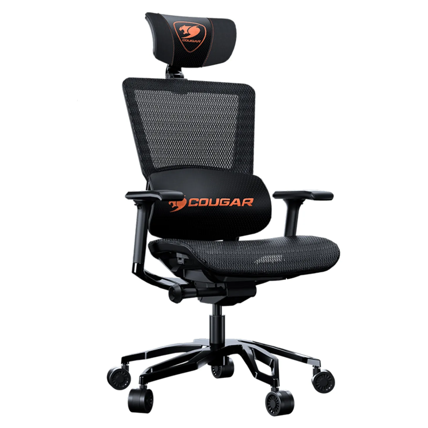 Cougar Argo Noir
